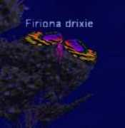 Drixie