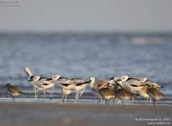 arpit.oiseaux.net Dromas