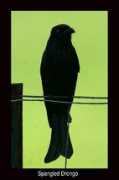 birdphotos.com.au Drong
