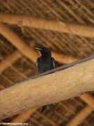 photos.wildmadagascar.org Drongo