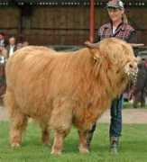 highlandcattleworld.com Drool