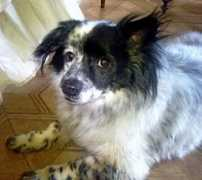 dogomania.com Dropek