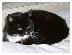 always.happyonline.nl Droppie