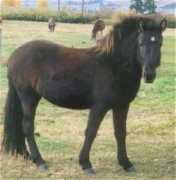 icefarm.com Drottning