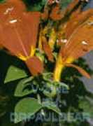 Drp