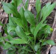 swcoloradowildflowers.com Drsp