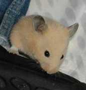 rattycorner.com Drucilla