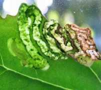 leafmines.co.uk Druella