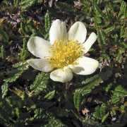 Dryas
