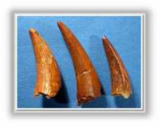 planet-erdgeschichte-wissen.de Dryo