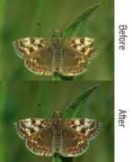 butterfly-guide.co.uk Dsba