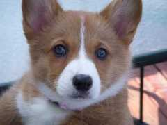 cartwrightcorgis.com Duanis