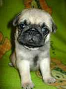 dogs-olimp.narod.ru Dubaeva