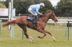 allthoroughbred.com Dubara