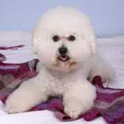 idol-bichon.cz Dubena