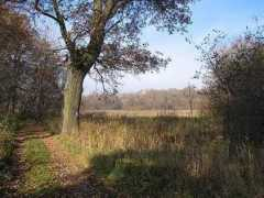 Dubov