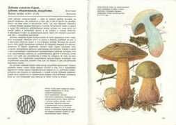 Duboviks