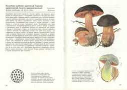 Duboviks