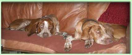 washnwatchdogs.com Ducca