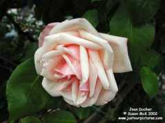 justourpictures.com Ducher