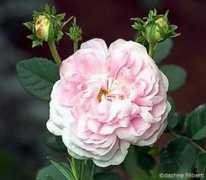 Duchesse