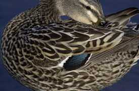 Duckart