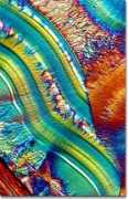 Duckbill