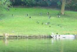 Duckery
