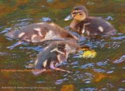 Duckin
