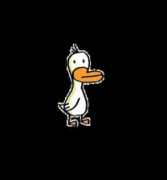 tastelikecrazy.com Ducking