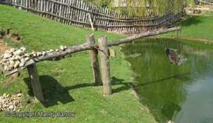 resources.woodlands-junior.kent.sch.uk Ducking