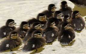 jrcompton.com Duckles