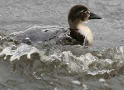 psiloswildlifephotography.co.uk Ducklin