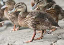 psiloswildlifephotography.co.uk Ducklin