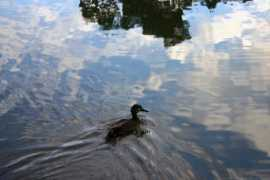 prateekrungta.com Duckling
