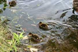 thekonst.net Duckling