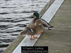Ducks