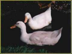 Ducks