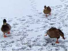 Duckson