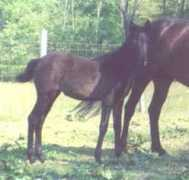 gaitedhorses.net Ducle