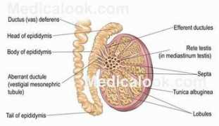 Ductus