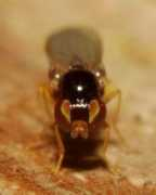 diptera.info Dudai