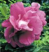 rosegathering.com Dufer