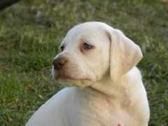 Dufief