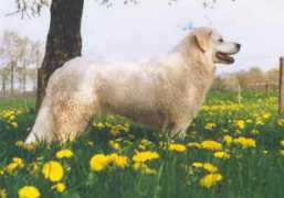 Duhaj