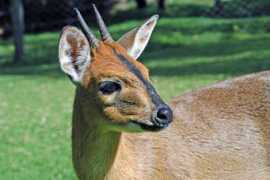 wpclipart.com Duiker