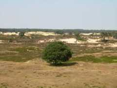 Duinen