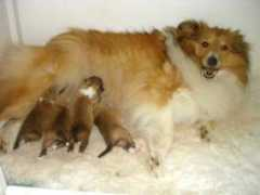 dukesonshelties.tripod.com Dukeson
