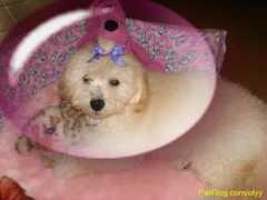petflog.com Dulayne