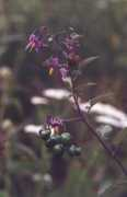 missouriplants.com Dulcamara